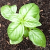 Basil Sweet Green Genovese