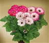 Gerbera F/Line Midi BicolourBC