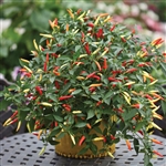 Capsicum Basket of Fire (Hot)