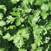 Coriander Calypso (No Bolt)