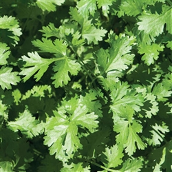 Coriander Calypso (No Bolt)