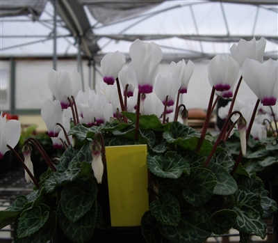 Cyclamen Enzett White Eye_disc