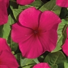 Vinca Heatwave Burgundy