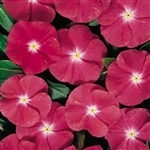 Vinca Heatwave Cherry