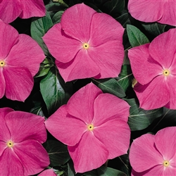 Vinca Heatwave Dp Rose