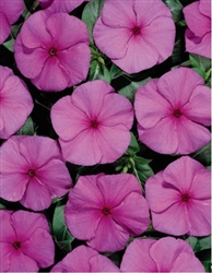 Vinca Heatwave Grape