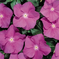 Vinca Heatwave Orchid