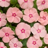 Vinca Heatwave Peach