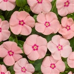 Vinca Heatwave Peach