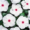 Vinca Heatwave Peppermint