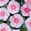 Vinca Heatwave Pink