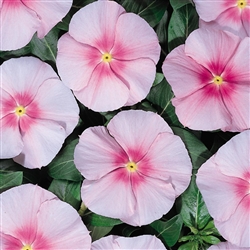 Vinca Heatwave Pink