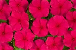 Vinca Heatwave Red