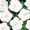 Vinca Heatwave White