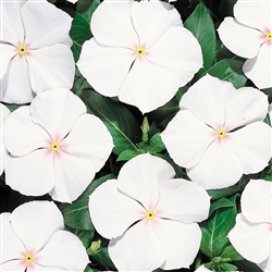 Vinca Heatwave White