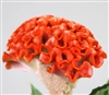 Celosia Act Orange