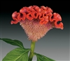 Celosia Act Light Orange