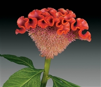 Celosia Act Light Orange