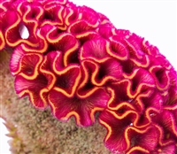 Celosia Act Rose