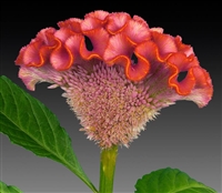 Celosia Act Salmon