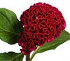 Celosia Act Velvet