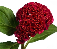 Celosia Act Velvet