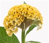 Celosia Act Yellow