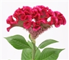 Celosia Bar Bora Purple