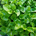 Watercress