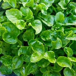 Watercress