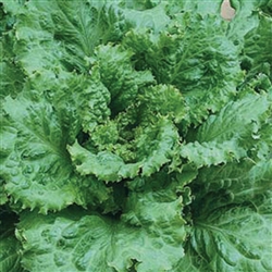 Lettuce Arianna Pellets