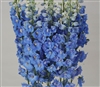 Delphinium Ariel Lt Blue