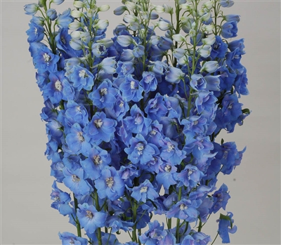 Delphinium Ariel Lt Blue