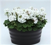 Geranium Nano White