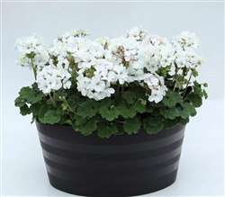 Geranium Nano White