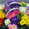 Primula Accord S1 Mix