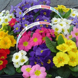 Primula Accord S1 Mix