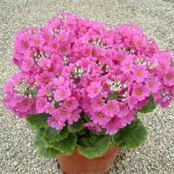 Primula Beauty Dp Pink