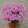 Primula Beauty Lilac