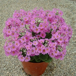 Primula Beauty Lilac