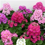 Primula Beauty Mix