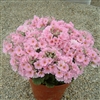 Primula Beauty Pink