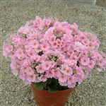 Primula Beauty Pink