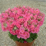 Primula Beauty Salmon