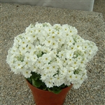 Primula Beauty White