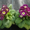 Primula Giants Blue Flame