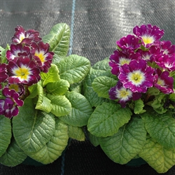 Primula Giants Blue Flame