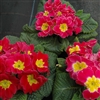 Primula Giants Hot Pink