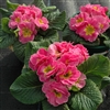 Primula Giants Pink