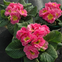 Primula Giants Pink